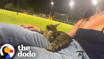 Stray Cat Jumped Into Woman’s Lap During Third Inning
