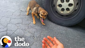 Stray Dog Runs Up To Woman And Asks Her To Save Her