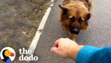 Street Dog Runs After Guy Asking To Be Rescued