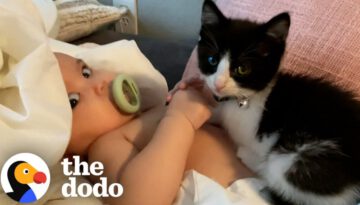 Velcro Kitten Just Wants To Sleep In His Baby Sister’s Crib