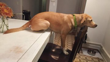 When Your Dog Has Only One Brain Cell