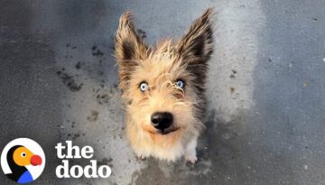 Woman Rescues A Blind Dog While On Lunch Break