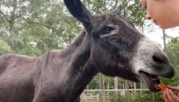 Woman Rescues Nervous Donkey and Gets The Surprise of Her Life