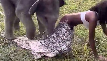 30 Minutes of Most Unbelievable Animals Moments Caught on Camera!