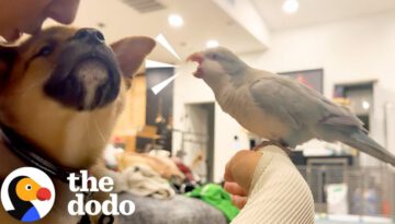 Bird Is Not Happy When His Parents Bring Home A Puppy