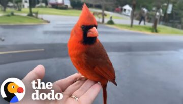 Cardinal Gives Cutest Goodbye To Woman Who Rescued Him