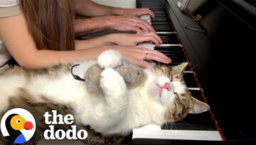 Cat Melts Onto Piano Every Day While His Parents Practice