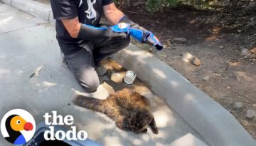 Feral Cat Living Outside Starbucks Becomes A Total Daddy’s Girl