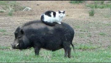 Funny FARM ANIMALS will make you LAUGH EXTREMELY HARD