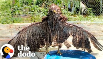 Hawk Rescued From Backyard Pool During Intense Heat Wave