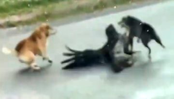 One in A Billion Animals Moments Caught On Camera!