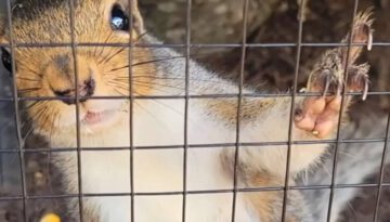 Paralyzed squirrel asks man for help. His response was perfect.