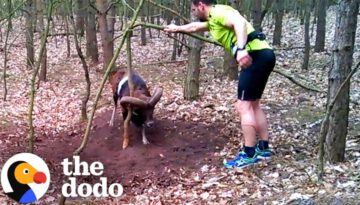 Ram With Horns Stuck To Tree Gets Rescued By Jogger
