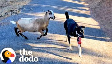 Sheep Knows His Dog Best Friend’s Name