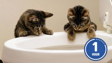 These CATS are too FUNNY! 🤣