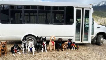 These Dogs Have Their Own Bus And They Can’t Wait to Ride It