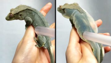 They Overinflated a Lizard