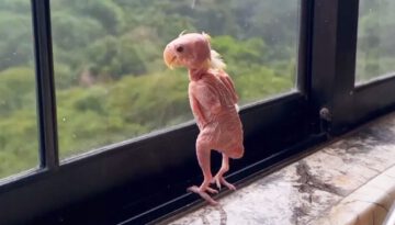 This Parrot Lost All His Feathers, But He Found a Soul Mate