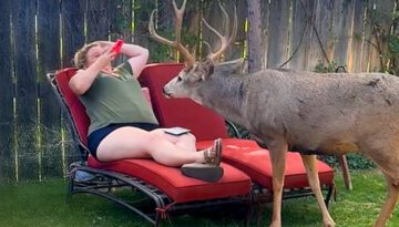 When Animals Think No One’s Watching Backyard Edition