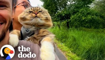 Cat Demands To Go On Scooter Rides