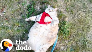Enormous 30-Pound Cat Who Couldn’t Even Walk Loses Over 20 Pounds