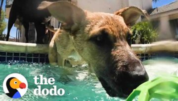 Foster Puppy Immediately Recognizes His Mom At Pool Party