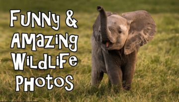 Funny And Amazing Wildlife Photography