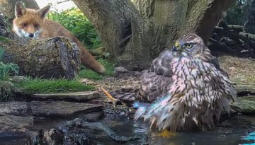 My Wildlife Pond was a Lifeline During the Drought