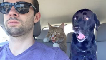 Over Dramatic Animals Who Deserve An Oscar