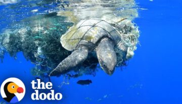 Sea Turtle Stuck In Plastic Gets Help At Just The Right Time