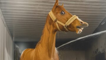 These HORSES Are Too Silly