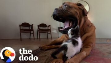 Tiny Kitten Picks 135-Pound Dog To Be Her Mom