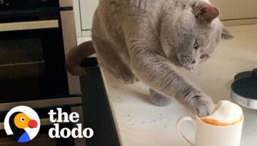 Cat Will Not Begin His Day Without His Own Cat-uccino