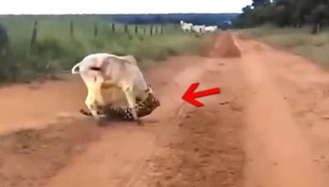 Craziest Animals Fight Ever Caught On Camera!