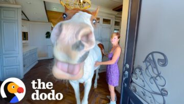 Horse Can’t Stop Marching Into Mom’s House And Wandering Around