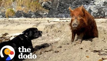 Pig Raised By A Labrador Thinks She’s A Dog Too