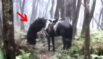 Real Life Animal Moments, That Will Blow Your Mind!