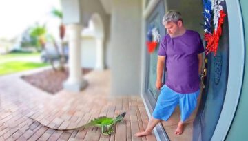 The Best Doorbell Videos Ever