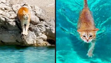 They Forgot They Were a Cat