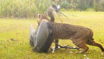 Unreal Animal Moments, That Will Leave You Speechless!