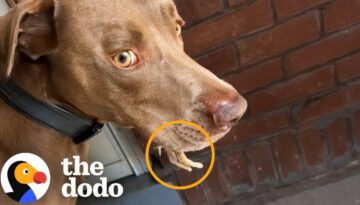 Woman Sees Tiny Legs Sticking Out Of Her Dog’s Mouth