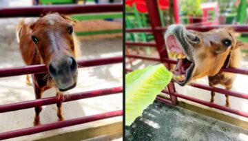 A Very Awkward Horse