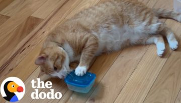 Cat Who Loves Tupperware More Than Anything Gets A Special Delivery