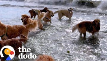 Dog Meets Up With 200 Other Golden Retrievers Once A Month