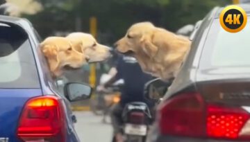 FUNNIEST Pets of 2025…So Far