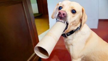 He Turned into a Motorcycle