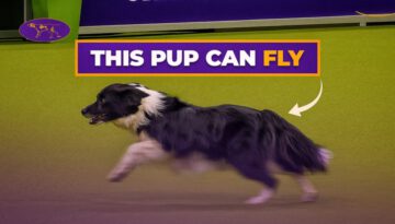 Is This The Fastest Dog Of All-Time?