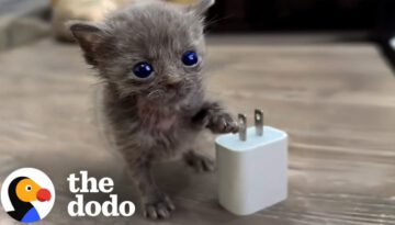 Micro Kitten Befriends An Eyeless Kitten