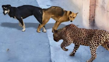 Real Life Animal Moments, That Will Blow Your Mind!