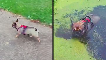 They Thought It Was Grass